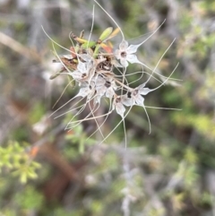 Calytrix tetragona (Common Fringe-myrtle) at Lower Boro, NSW - 7 Jun 2023 by JaneR