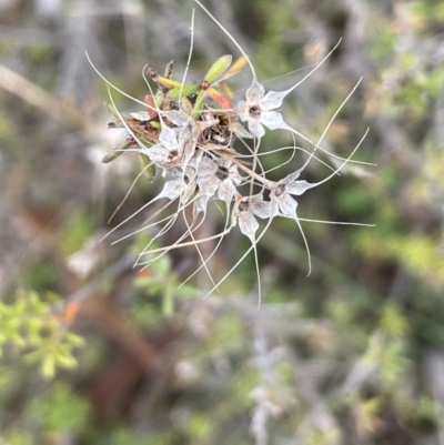 Calytrix tetragona (Common Fringe-myrtle) at Nadgigomar Nature Reserve - 7 Jun 2023 by JaneR
