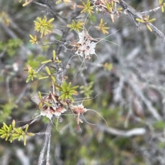 Calytrix tetragona at Lower Boro, NSW - 7 Jun 2023 10:16 AM