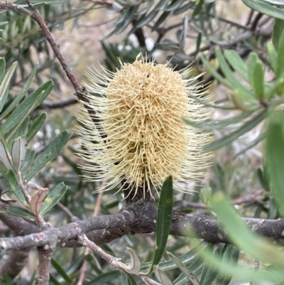 Banksia marginata (Silver Banksia) at Lower Boro, NSW - 7 Jun 2023 by JaneR