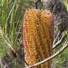 Banksia spinulosa (Hairpin Banksia) at Nadgigomar Nature Reserve - 7 Jun 2023 by JaneR