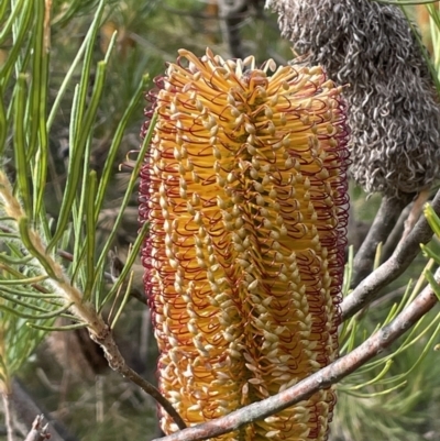 Banksia spinulosa (Hairpin Banksia) at Lower Boro, NSW - 7 Jun 2023 by JaneR