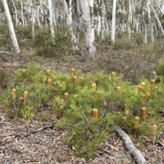 Banksia spinulosa at Lower Boro, NSW - 7 Jun 2023