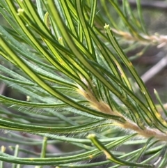 Banksia spinulosa at Lower Boro, NSW - 7 Jun 2023