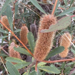 Banksia paludosa at Lower Boro, NSW - 7 Jun 2023 12:37 PM