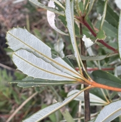 Banksia paludosa at Lower Boro, NSW - 7 Jun 2023 12:37 PM