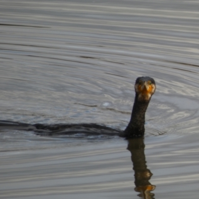 Phalacrocorax carbo (Great Cormorant) at Jerrabomberra, NSW - 7 Jun 2023 by SteveBorkowskis