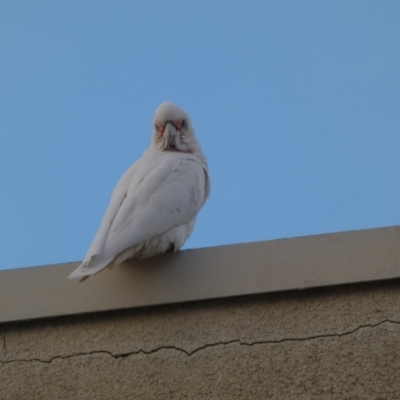 Cacatua sanguinea (Little Corella) at Queanbeyan, NSW - 7 Jun 2023 by Steve_Bok