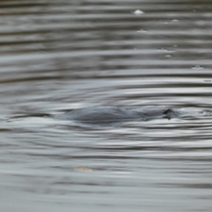 Ornithorhynchus anatinus (Platypus) at Queanbeyan East, NSW - 7 Jun 2023 by Steve_Bok