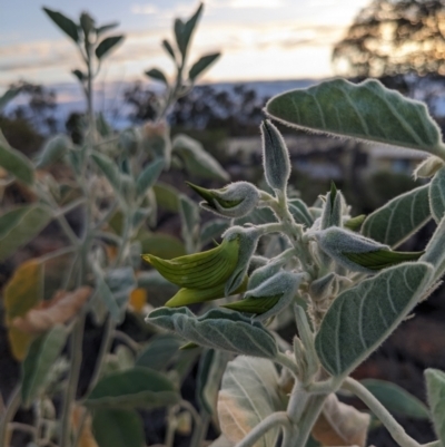 Crotalaria cunninghamii (Birdflower) at Yulara, NT - 6 Jun 2023 by WalterEgo