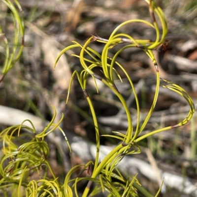 Caustis flexuosa (Curly Wigs) at Lower Boro, NSW - 7 Jun 2023 by JaneR