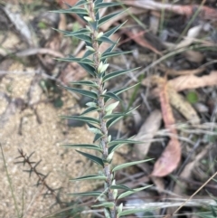 Melichrus urceolatus (Urn Heath) at Lower Boro, NSW - 7 Jun 2023 by JaneR