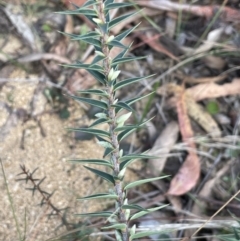 Melichrus urceolatus (Urn Heath) at Nadgigomar Nature Reserve - 7 Jun 2023 by JaneR