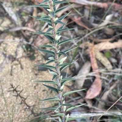 Melichrus urceolatus (Urn Heath) at Nadgigomar Nature Reserve - 7 Jun 2023 by JaneR