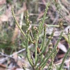 Omphacomeria acerba (Leafless Sour-bush) at Nadgigomar Nature Reserve - 7 Jun 2023 by JaneR