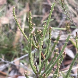 Omphacomeria acerba at Lower Boro, NSW - 7 Jun 2023