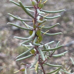 Persoonia mollis at Lower Boro, NSW - 7 Jun 2023 10:37 AM