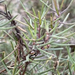 Persoonia mollis at Lower Boro, NSW - 7 Jun 2023 10:37 AM