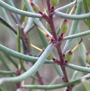 Persoonia mollis at Lower Boro, NSW - 7 Jun 2023 10:37 AM