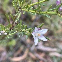 Philotheca salsolifolia subsp. salsolifolia (Philotheca) at Lower Boro, NSW - 7 Jun 2023 by JaneR