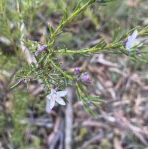 Philotheca salsolifolia subsp. salsolifolia at Lower Boro, NSW - suppressed