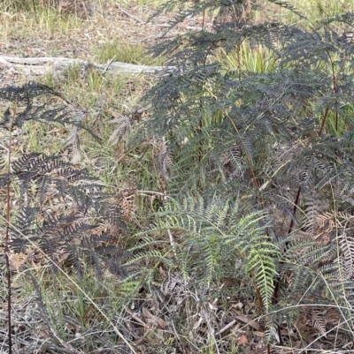 Pteridium esculentum (Bracken) at Lower Boro, NSW - 7 Jun 2023 by JaneR