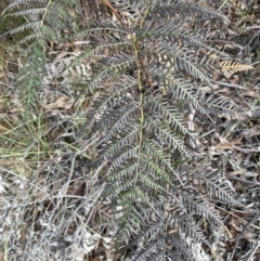 Pteridium esculentum at Lower Boro, NSW - 7 Jun 2023