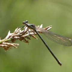 Austroargiolestes icteromelas (Common Flatwing) at Theodore, ACT - 18 Dec 2022 by RomanSoroka