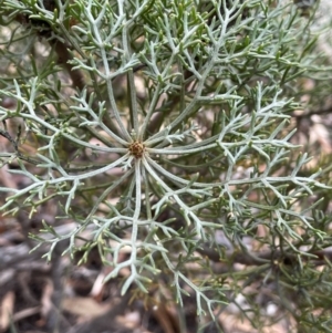 Petrophile sessilis at Lower Boro, NSW - 7 Jun 2023