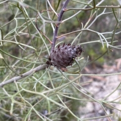 Petrophile sessilis at Lower Boro, NSW - suppressed