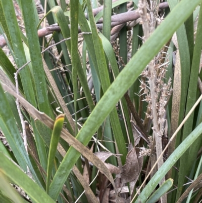 Lomandra longifolia (Spiny-headed Mat-rush, Honey Reed) at Lower Boro, NSW - 7 Jun 2023 by JaneR