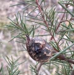 Hakea decurrens subsp. decurrens (Bushy Needlewood) at Nadgigomar Nature Reserve - 7 Jun 2023 by JaneR