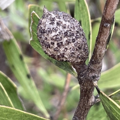 Hakea dactyloides (Finger Hakea) at Lower Boro, NSW - 7 Jun 2023 by JaneR