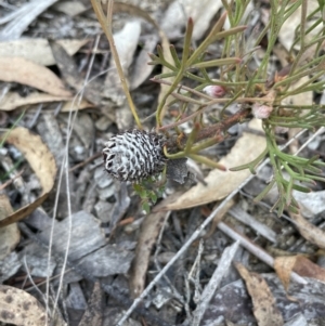 Isopogon prostratus at Lower Boro, NSW - suppressed