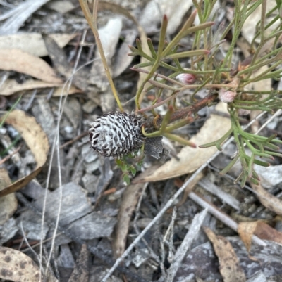 Isopogon prostratus (Prostrate Cone-bush) at Nadgigomar Nature Reserve - 7 Jun 2023 by JaneR