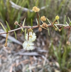 Acacia ulicifolia (Prickly Moses) at Lower Boro, NSW - 7 Jun 2023 by JaneR