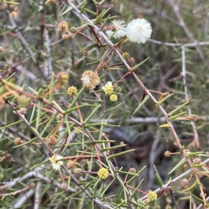 Acacia ulicifolia at Lower Boro, NSW - 7 Jun 2023 12:34 PM