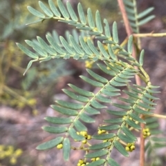 Acacia terminalis (Sunshine Wattle) at Lower Boro, NSW - 7 Jun 2023 by JaneR