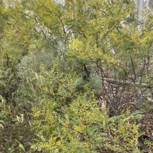 Acacia terminalis at Lower Boro, NSW - 7 Jun 2023