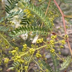 Acacia terminalis at Lower Boro, NSW - 7 Jun 2023 11:54 AM