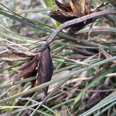 Patersonia sericea (Silky Purple-flag) at Nadgigomar Nature Reserve - 7 Jun 2023 by JaneR