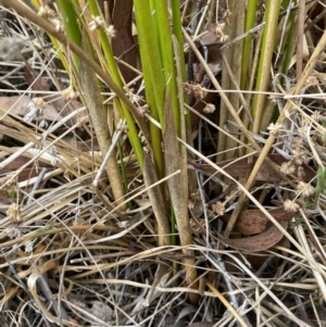 Juncus continuus at Lower Boro, NSW - 7 Jun 2023