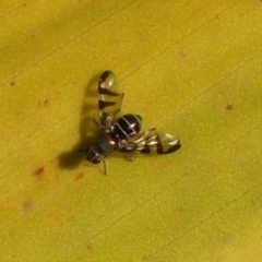 Lenophila sp. (Platystomatid fly) at Braemar, NSW - 27 May 2023 by Curiosity
