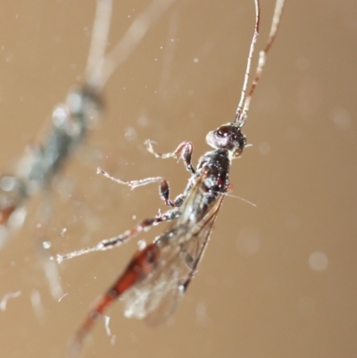 Monomachus antipodalis (A parasitic wasp) at Hughes, ACT - 7 Jun 2023 by LisaH