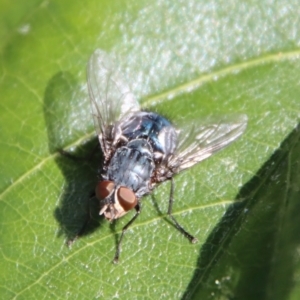 Calliphora vicina at Hughes, ACT - 1 Jun 2023