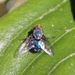 Calliphora vicina at Hughes, ACT - 1 Jun 2023