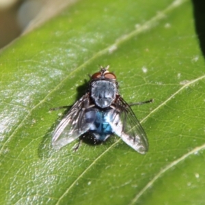 Calliphora vicina at Hughes, ACT - 1 Jun 2023