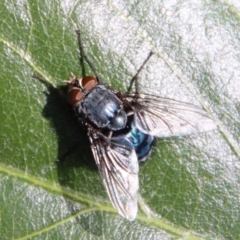 Calliphora vicina at Hughes, ACT - 1 Jun 2023