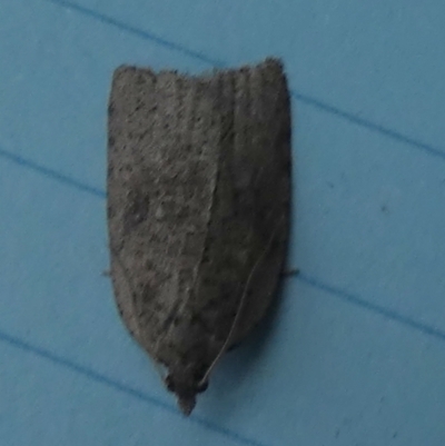 Meritastis (genus) (A Bell moth (Tortricinae)) at Boro - 4 Jun 2023 by Paul4K