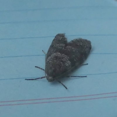 Lepidoscia adelopis, annosella and similar species (A Case moth) at Boro, NSW - 5 Jun 2023 by Paul4K